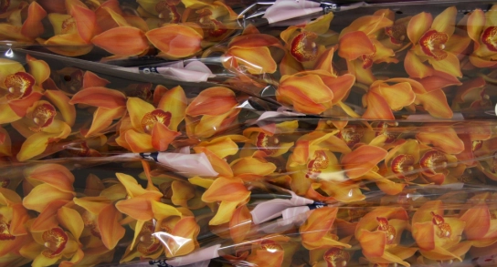 Cymbidium cappuccino