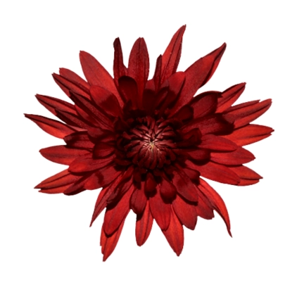 Chrysanthemum single red copper