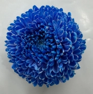 Chrysanthemum tinted royal blue