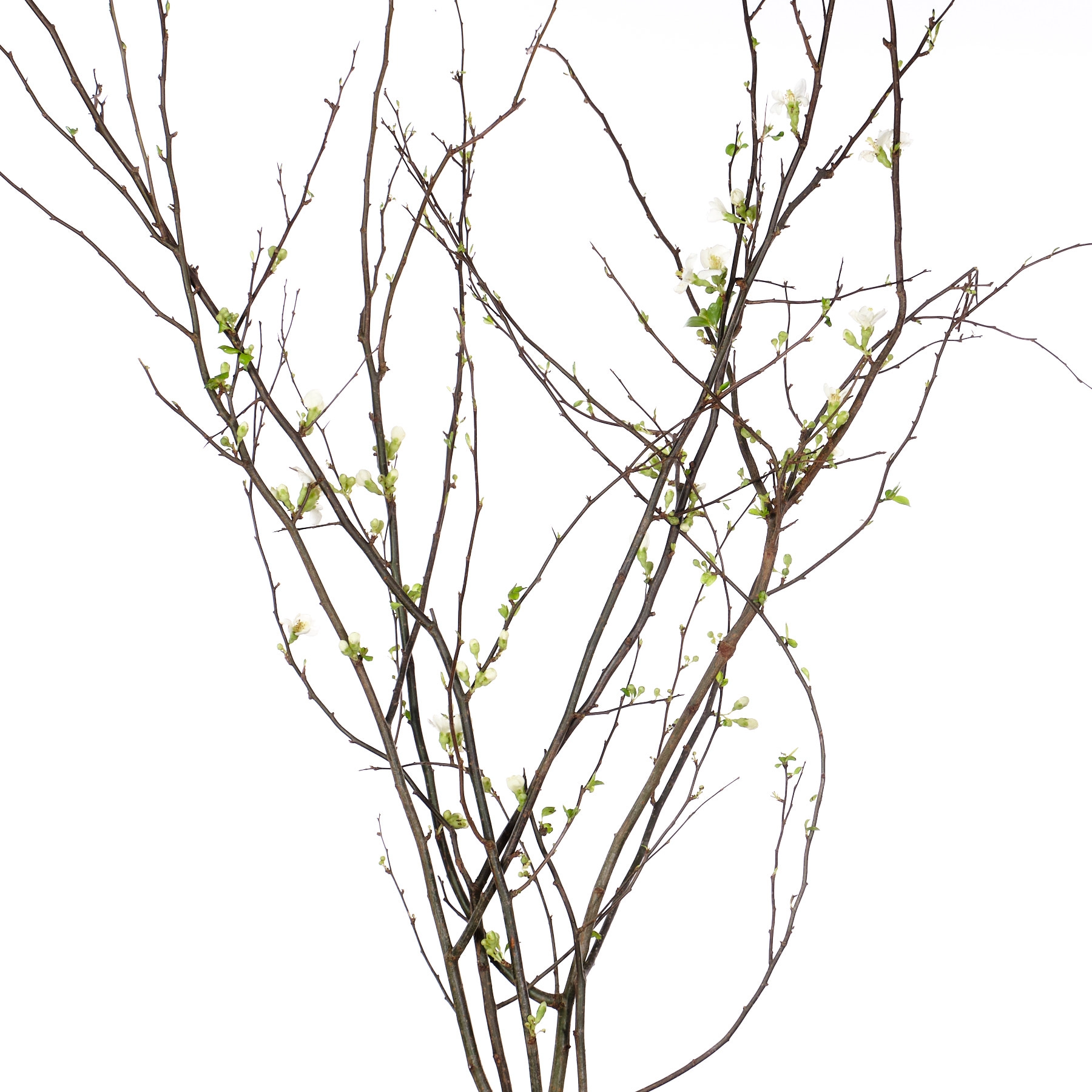 Branch Chaenomeles white