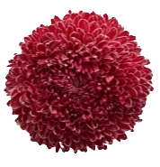 Chrysanthemum tinted fire pink