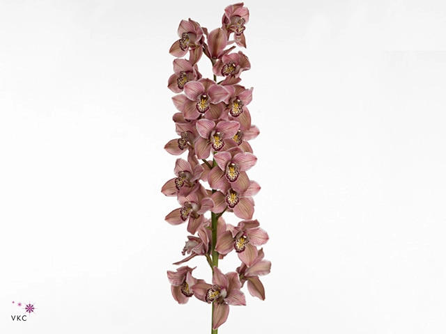 Cymbidium mrs. purple rain | Wholesale flowers, plants and supplies Cymbidium mrs. purple rain