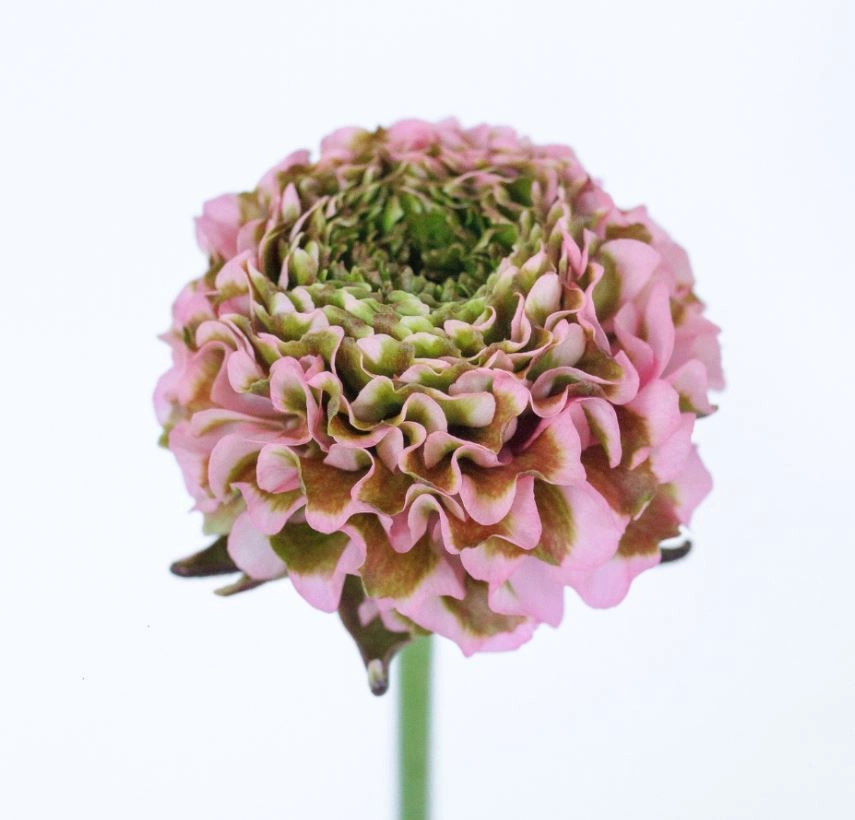 Ranunculus pon pon pink lemonade