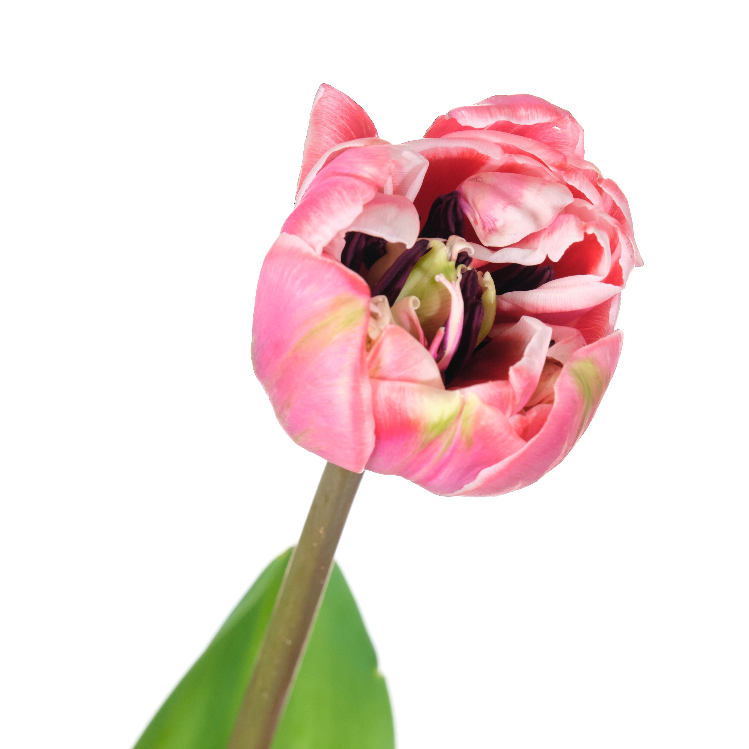 Tulip double drumline