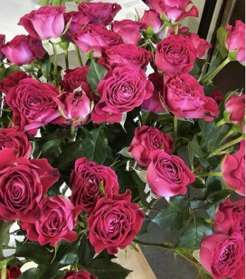 Rose spray cherry blossom | Wholesale flowers, plants and supplies Rose spray cherry blossom