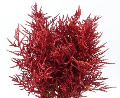 Bromelia