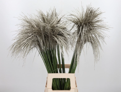 Miscanthus tinted platina