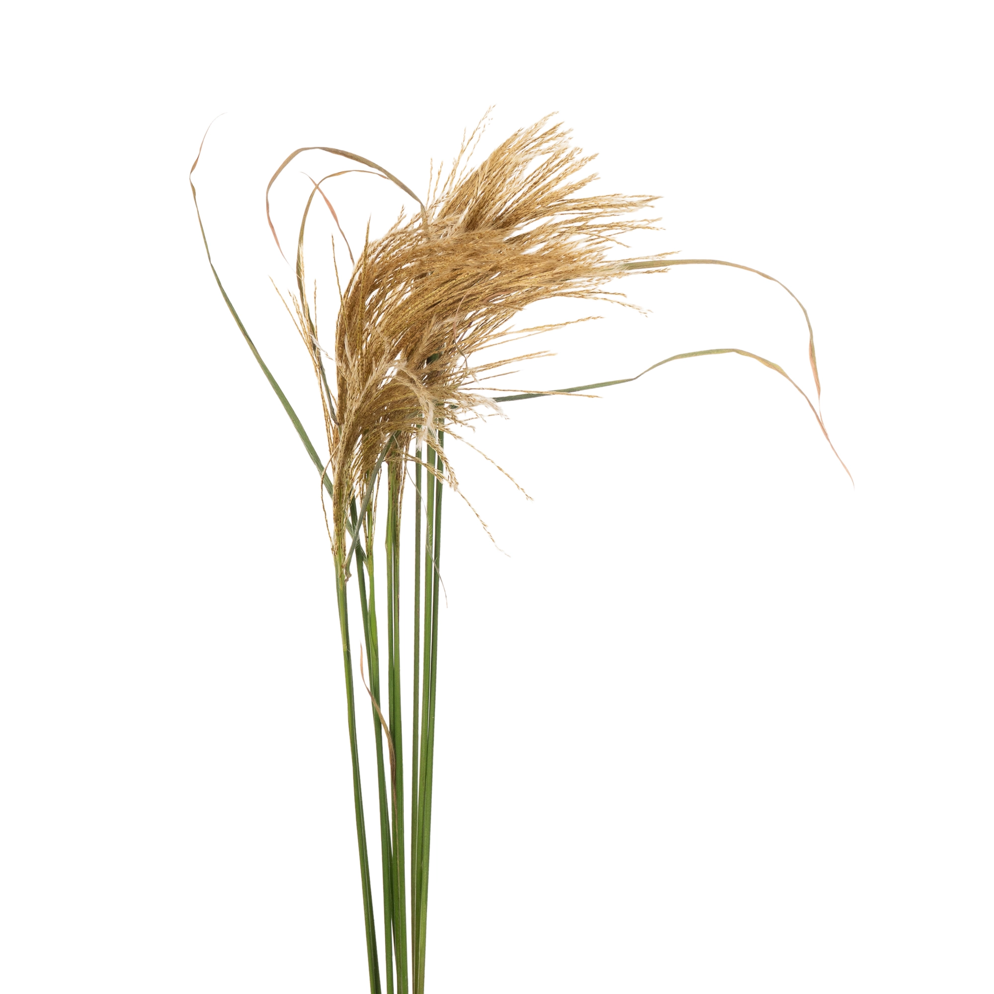 Miscanthus white edge