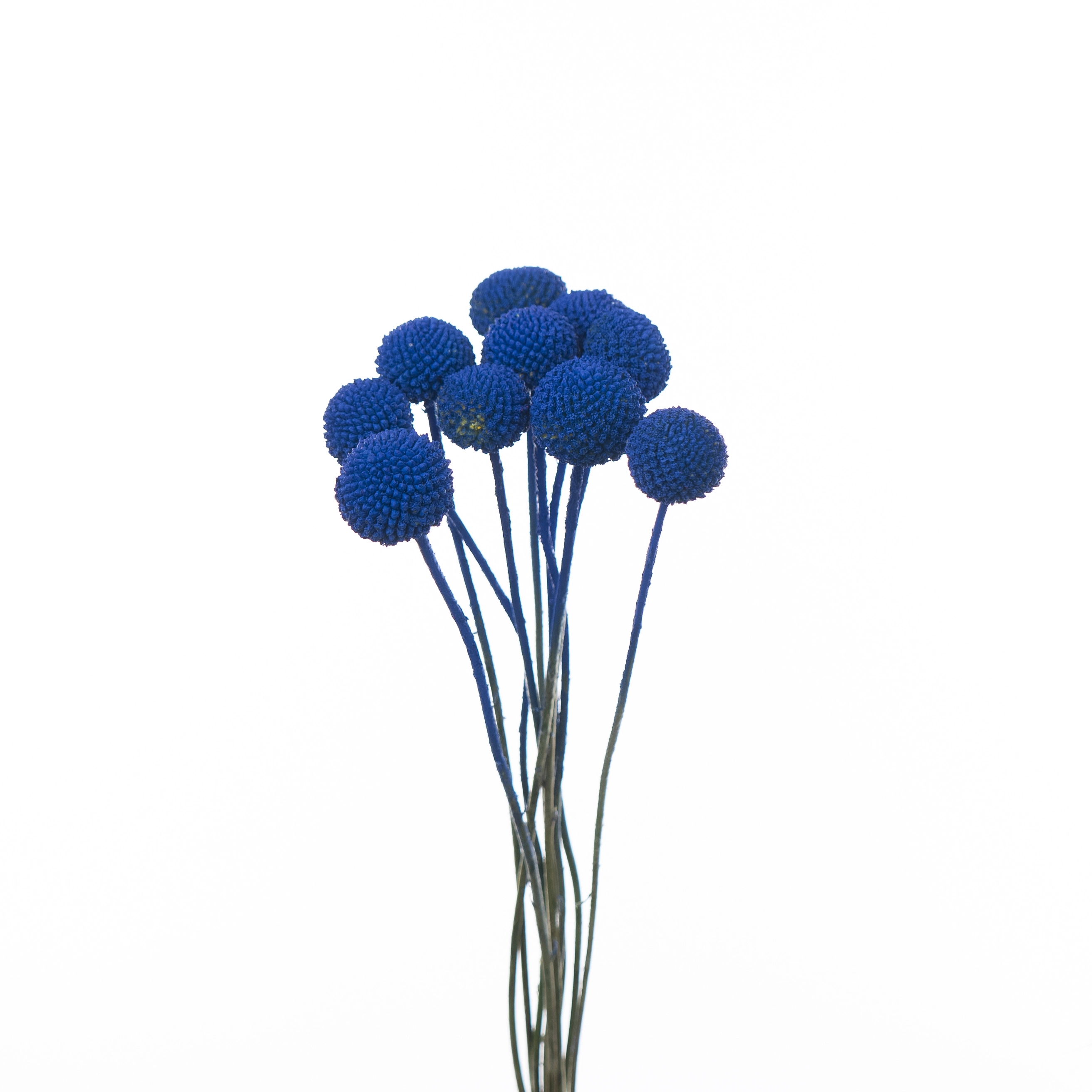 Craspedia vrf blue | Wholesale flowers, plants and supplies Craspedia vrf blue