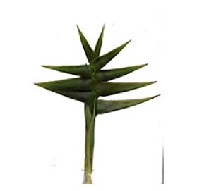 Heliconia giant green | Wholesale flowers, plants and supplies Heliconia giant green