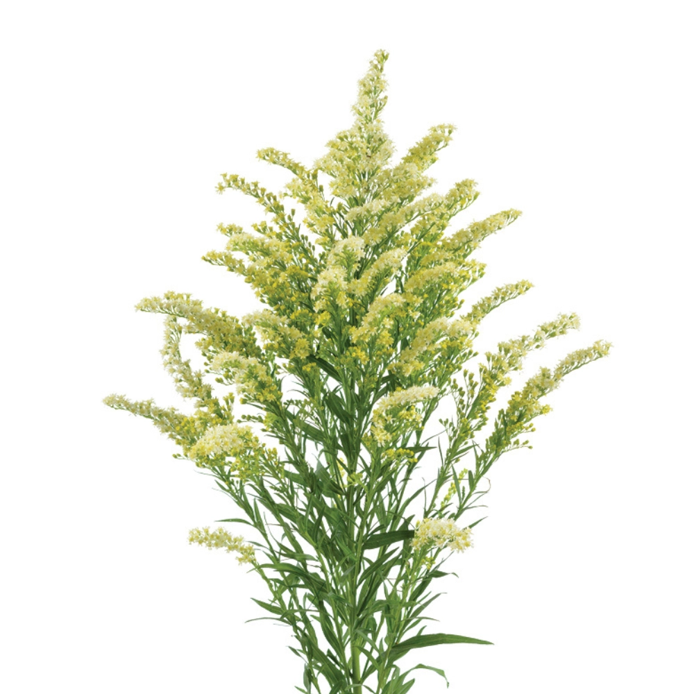 Solidago romantic glory
