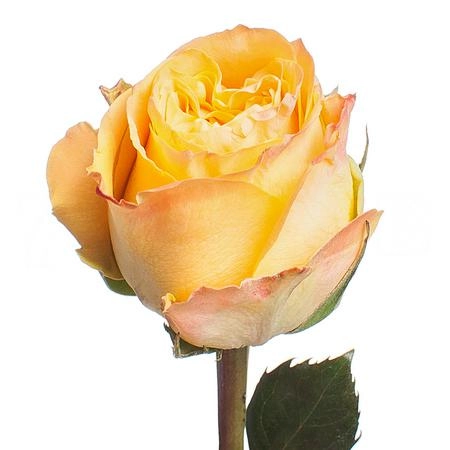 Rose turtle