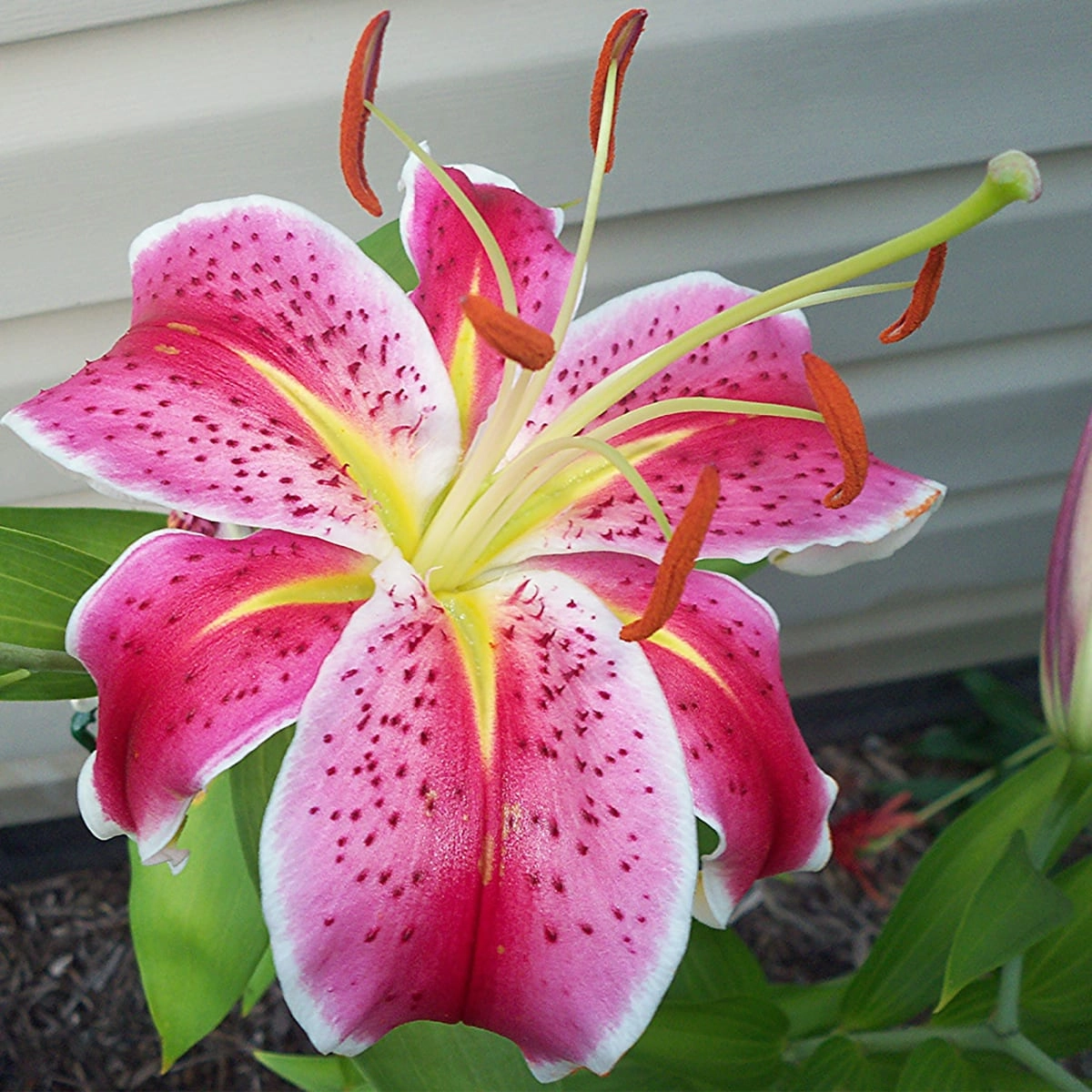 Lilium or canberra | Wholesale flowers, plants and supplies Lilium or canberra