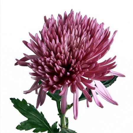 Chrysanthemum anastasia lilac
