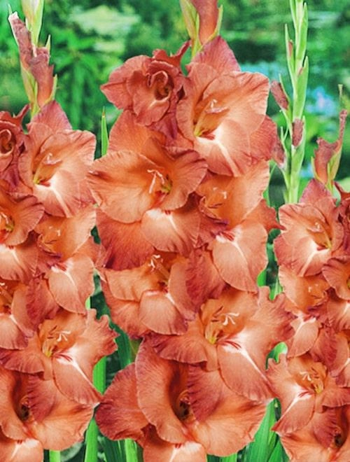Gladiolus indian summer | Wholesale flowers, plants and supplies Gladiolus indian summer