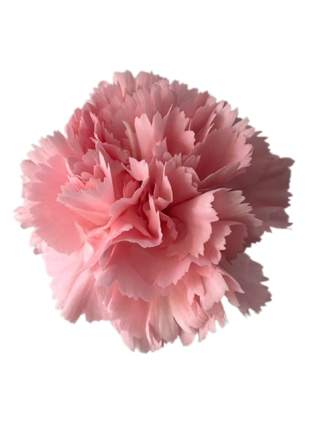 Carnation pink beauty