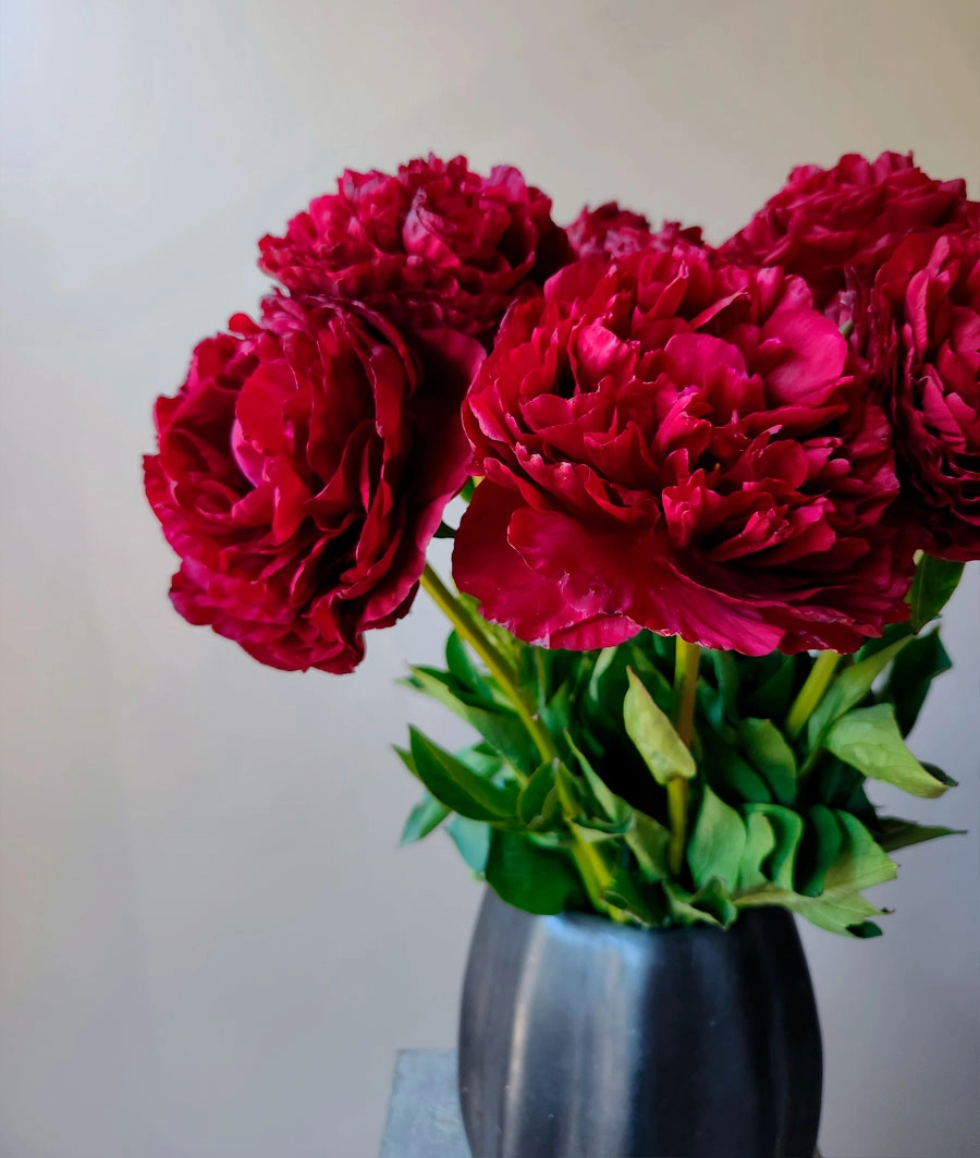 Peonies | Wholesale flowers, plants and supplies Peonies