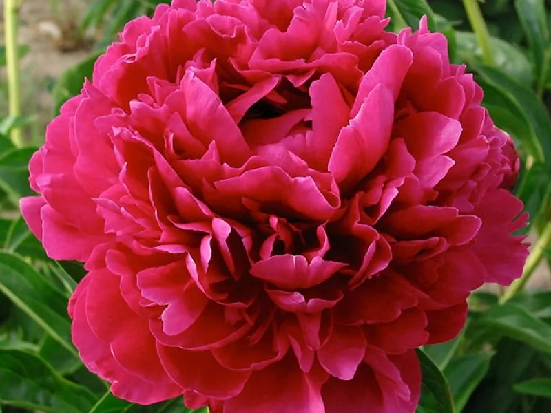 Paeonia paul m. wild