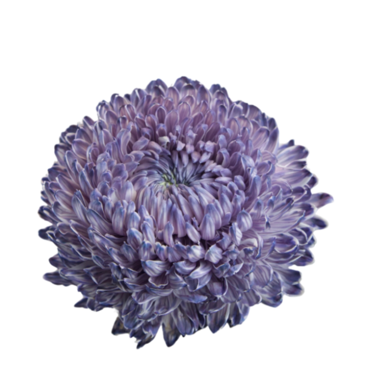 Chrysanthemum tinted indigo