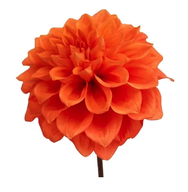 Dahlia hybrid orange
