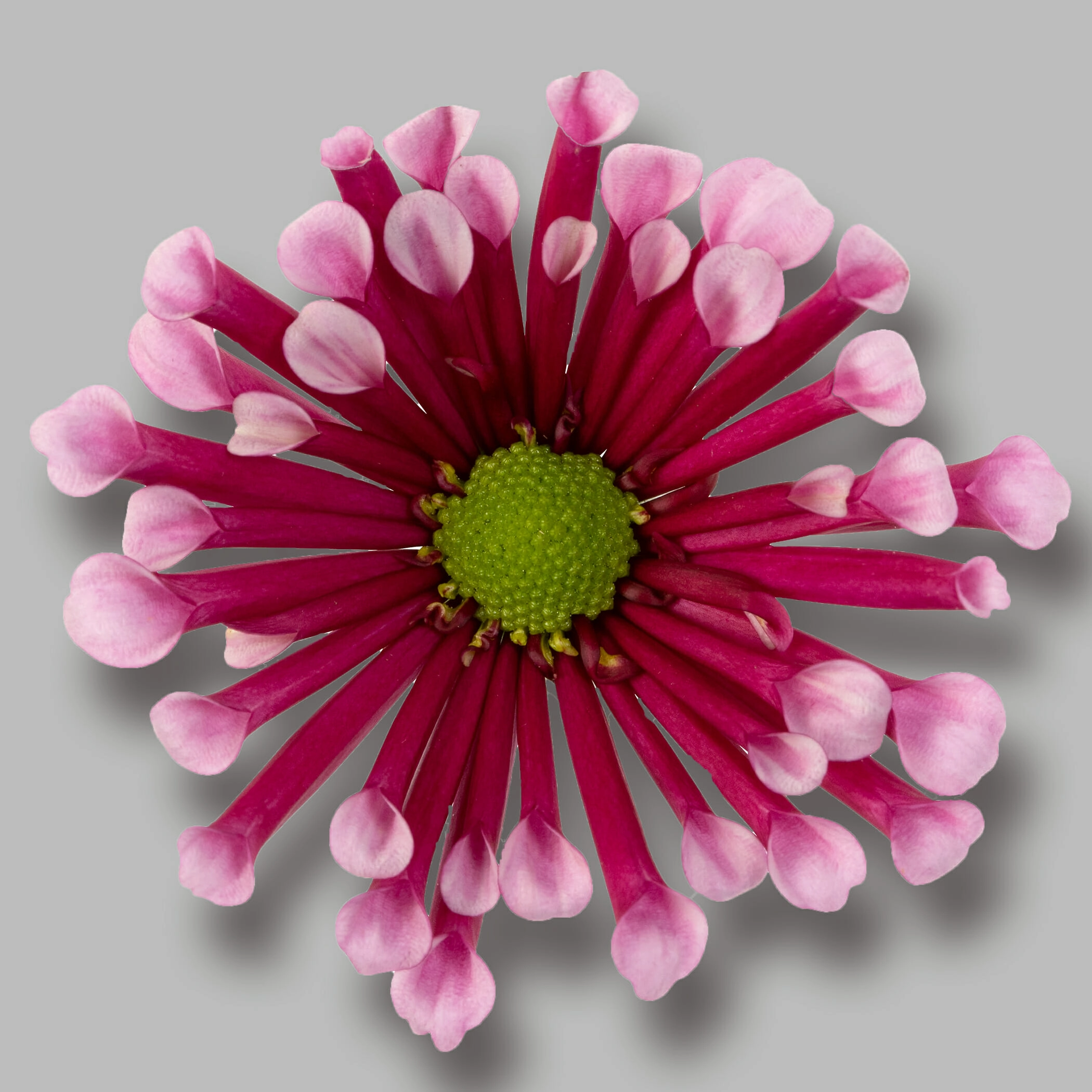 Chrysanthemum mirri