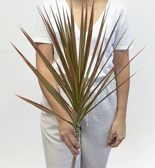 Blad Dracaena marginata bicolour