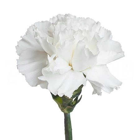 Carnation moonlight white | Wholesale flowers, plants and supplies Carnation moonlight white