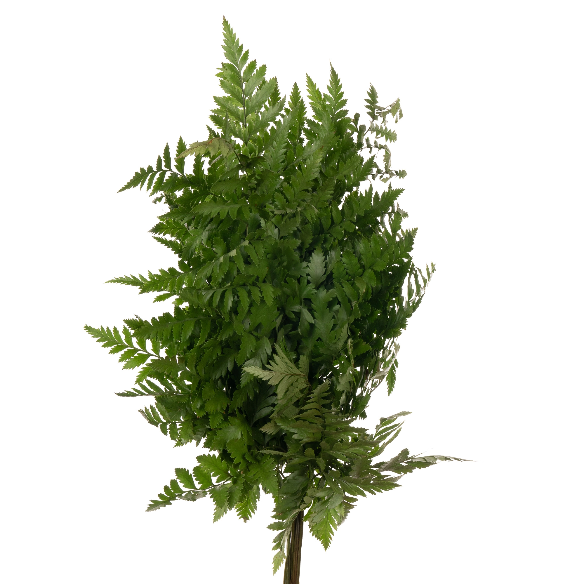 Blad Ledervaren medium