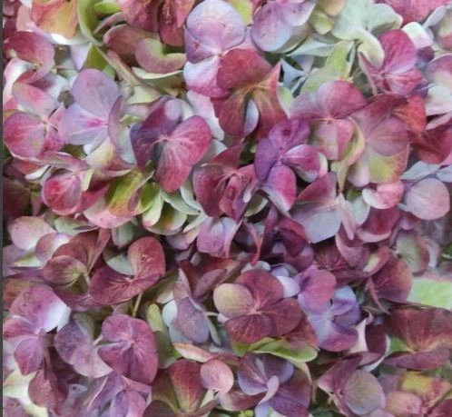 Hydrangea jumbo tricolor antique