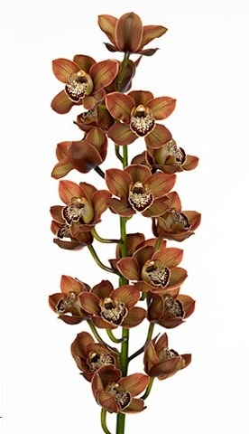 Cymbidium chocobeer