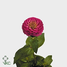 Zinnia elegans