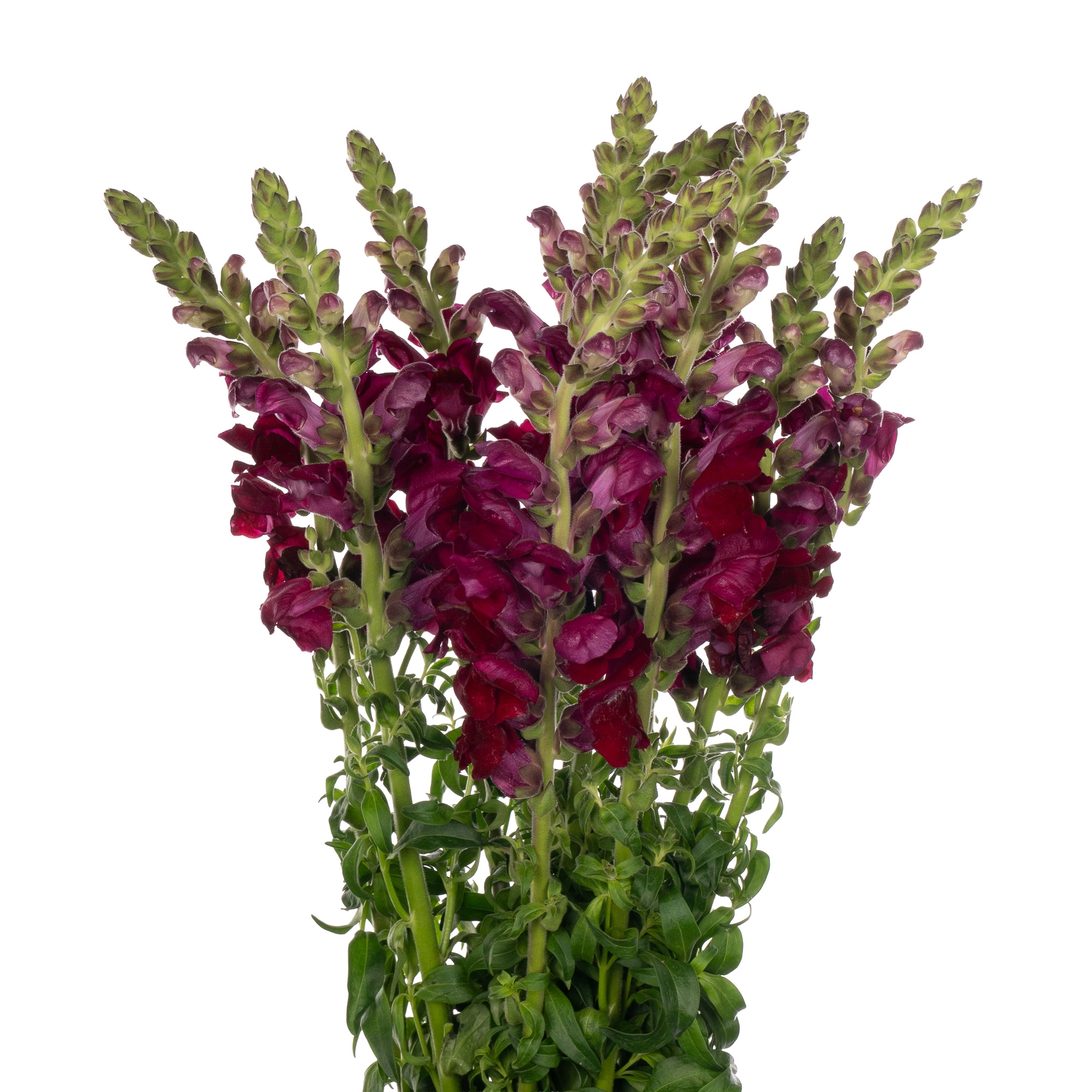 Antirrhinum antibes red