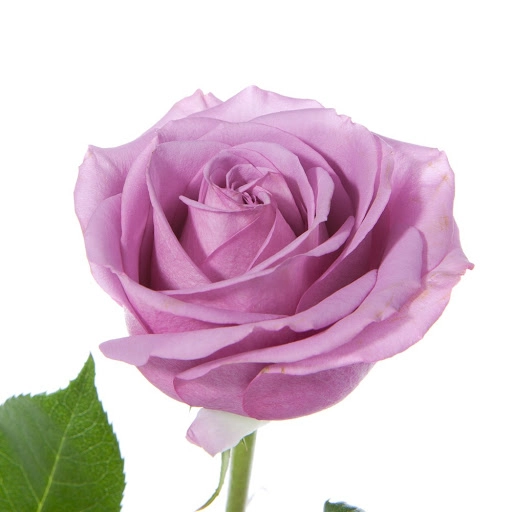 Rose cool water! | Wholesale flowers, plants and supplies Rose cool water!