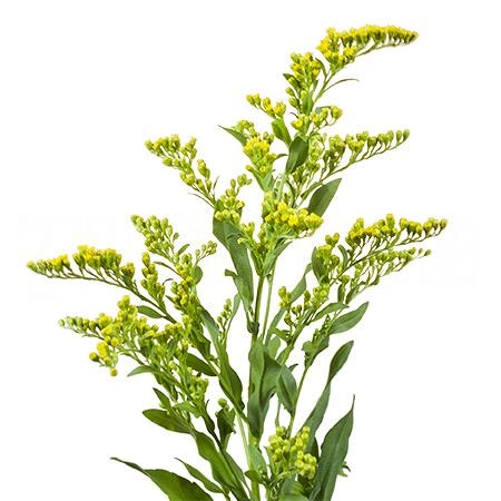 Solidago golden glory | Wholesale flowers, plants and supplies Solidago golden glory