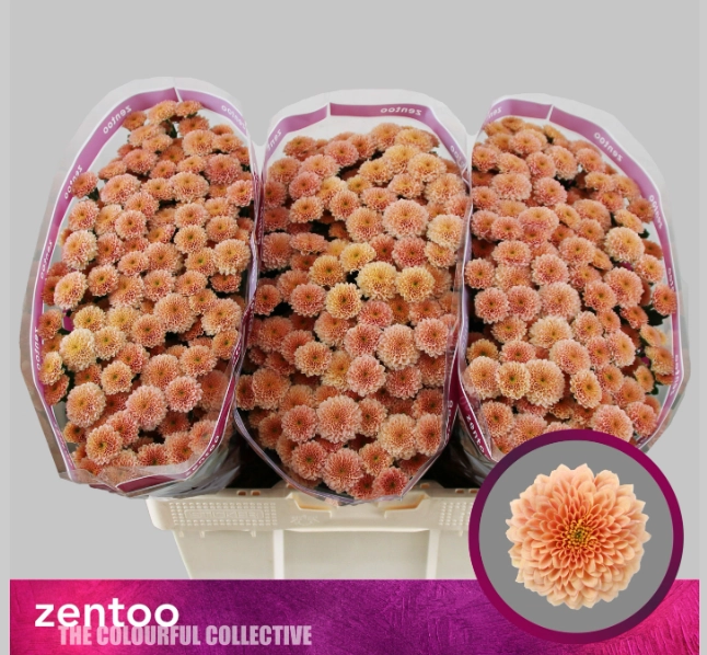 Chrysanthemum santini miller apricot