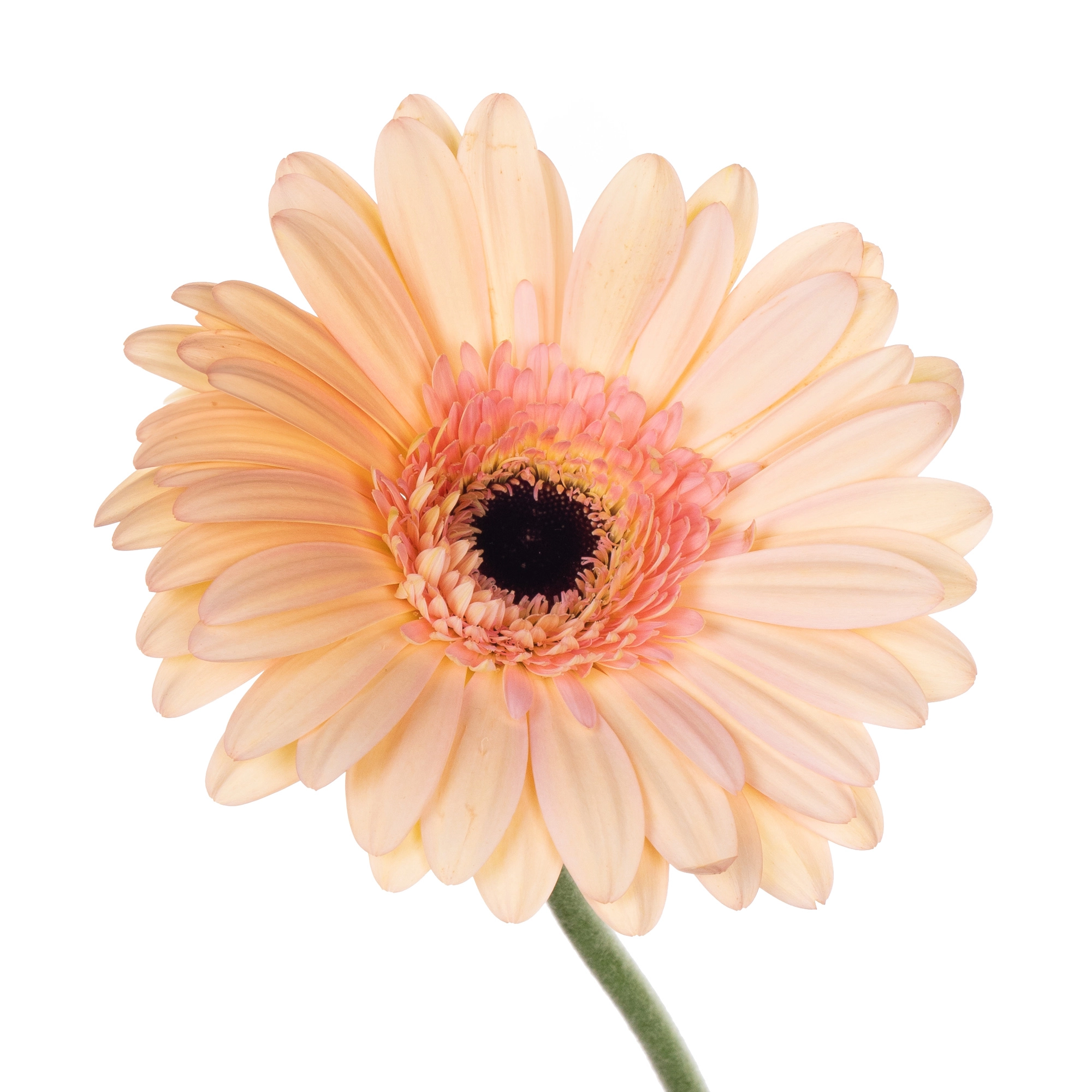 Gerbera alliance