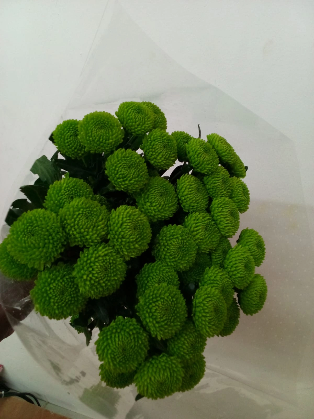 Chrysanthemum spray peptalk | Wholesale flowers, plants and supplies Chrysanthemum spray peptalk