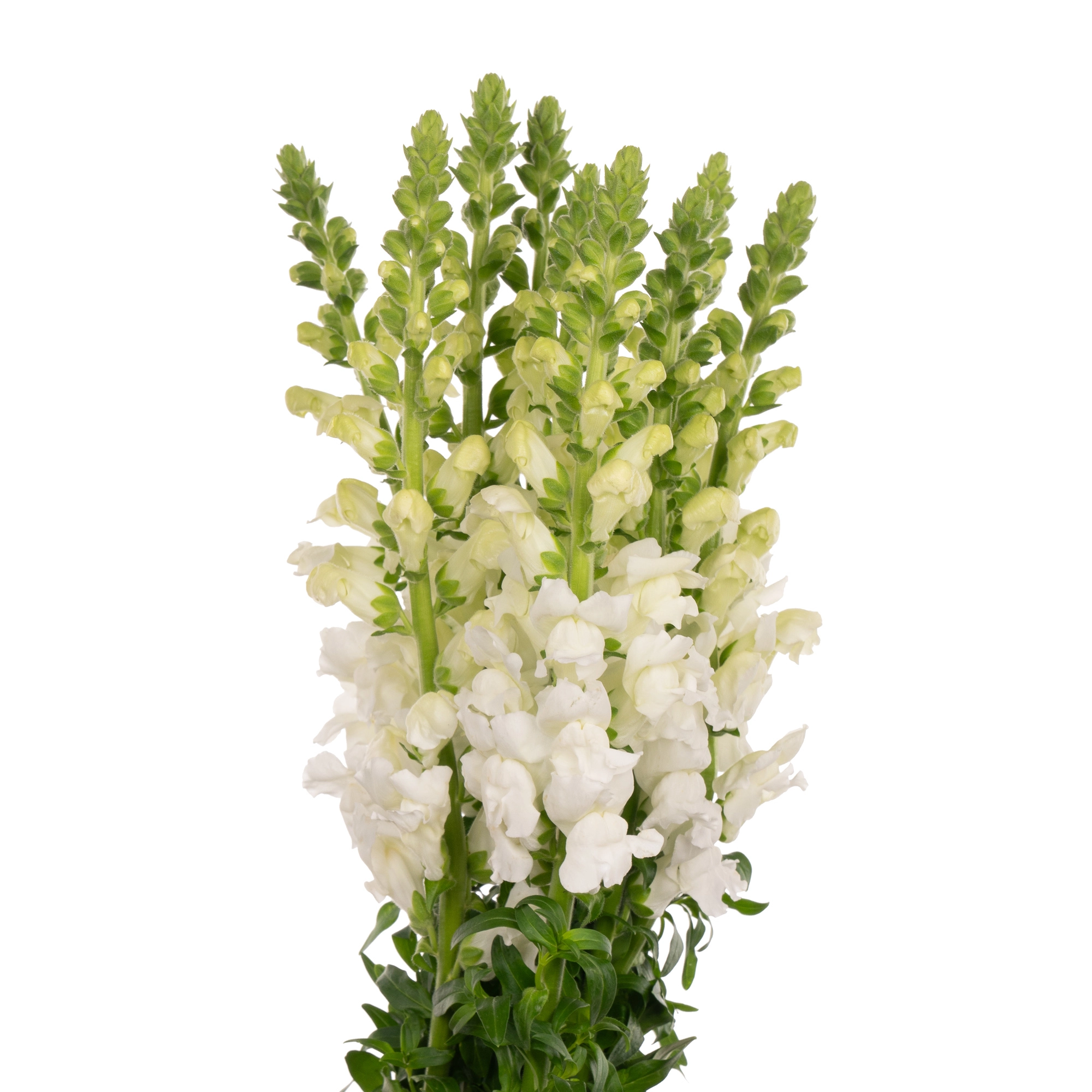 Antirrhinum white | Wholesale flowers, plants and supplies Antirrhinum white
