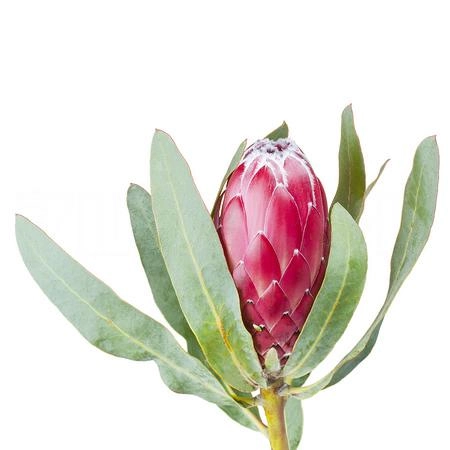 Protea sheila