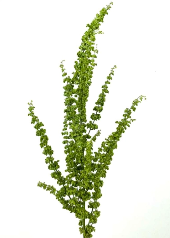 Rumex unicorn