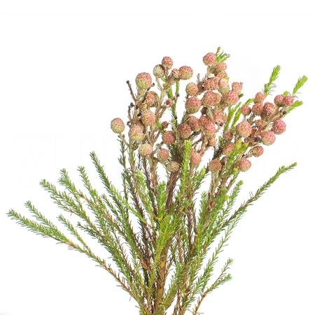 Berzelia lanuginosa peanut