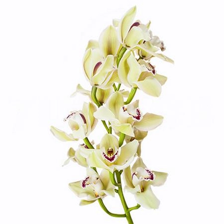 Cymbidium piedmont