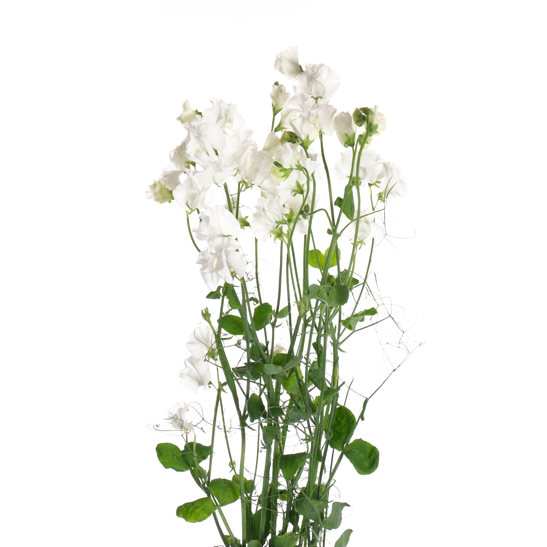 Lathyrus white