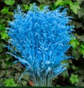 Solidago tinted light blue | Wholesale flowers, plants and supplies Solidago tinted light blue