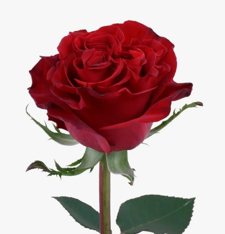 Rose hearts | Wholesale flowers, plants and supplies Rose hearts