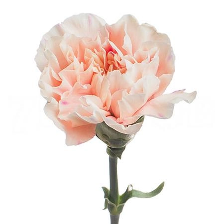 Carnation apple tea | Wholesale flowers, plants and supplies Carnation apple tea