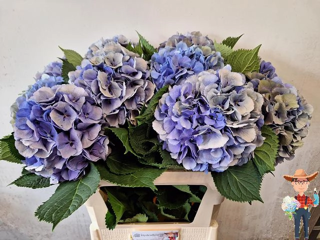 Hydrangea elbtal classic