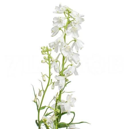 Delphinium elatum magic fountain white
