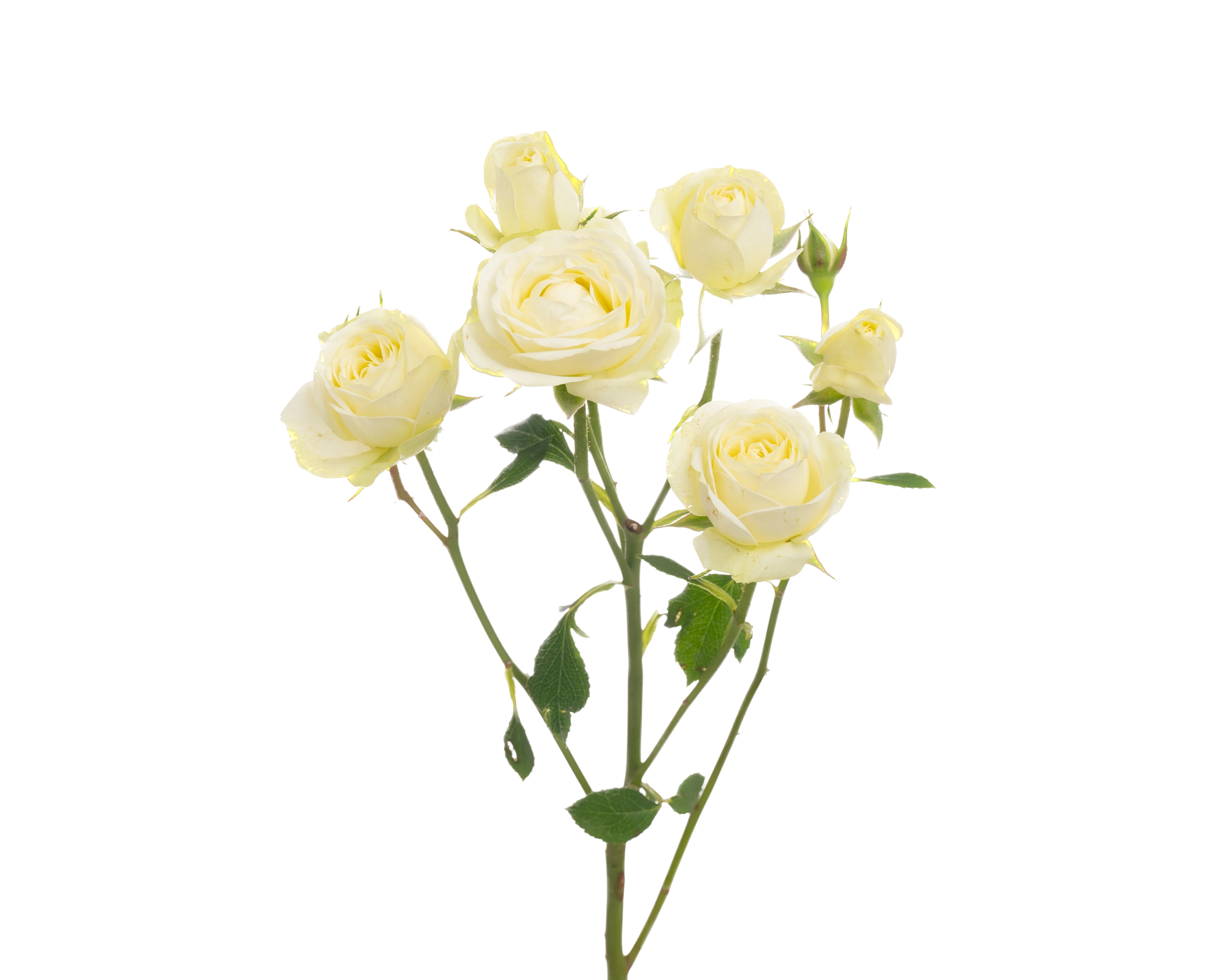 Rose spray creamy eden