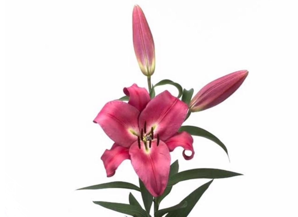 Lilium oriental robina